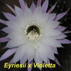 EP-H. Eyriesii x Violetta.4.1.jpg 